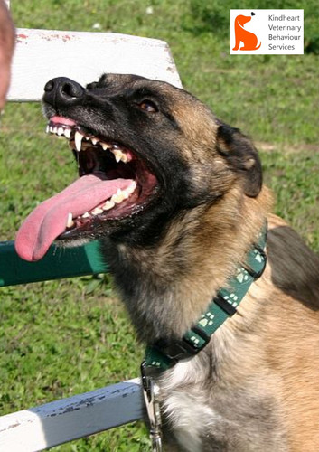 Understanding Sudden Aggression in Dogs Victoria Vet.jpg