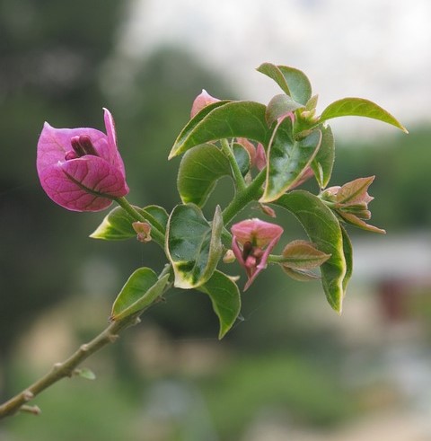 bougainvillea 355586 640.jpg