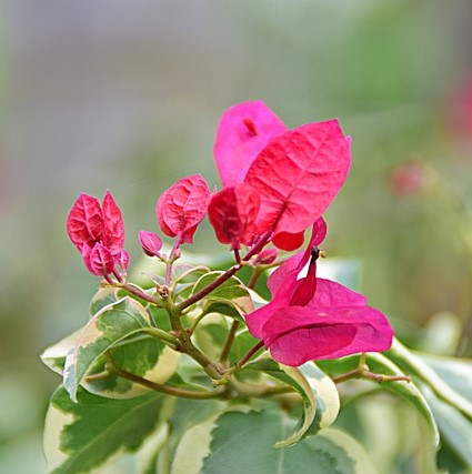 bougainvillea 5998512 640.jpg