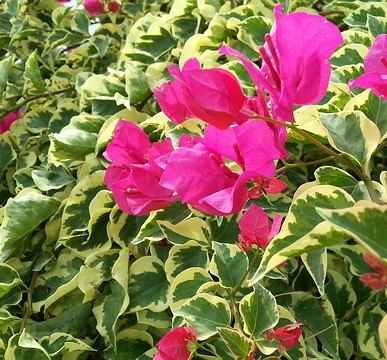 bougainvillea 1197200 640.jpg