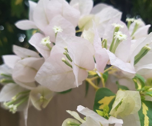 bougainvillea 6508229 640.jpg