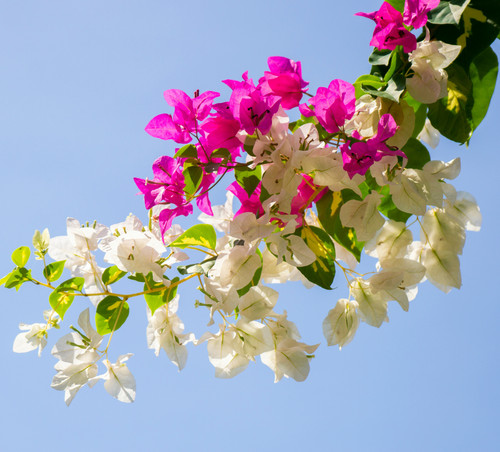 ilham abitama 0vZz7v9bFEA unsplash.jpg