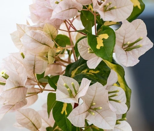 bougainvillea 7844419 640.jpg