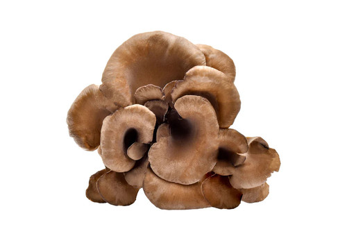 Maitake Mushroom.jpg