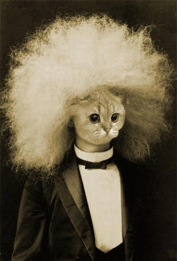 afroCat.jpg