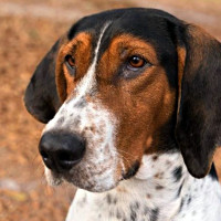 fl coonhound.jpg