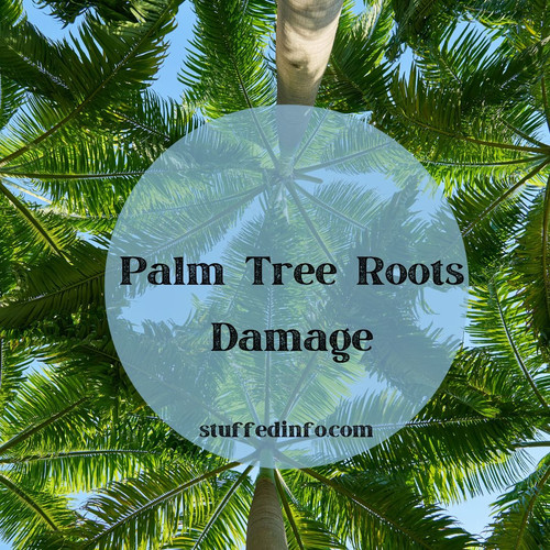 Palm Tree Roots Damage.jpg