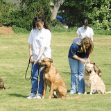 Dog Obedience Classes in Atlanta Expert Training Solutions.gif