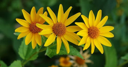 5331663083317999841?url=https%3A%2F%2Fwww.shantnews.am%2Fwp content%2Fuploads%2F2025%2F04%2FHeliopsi.jpg