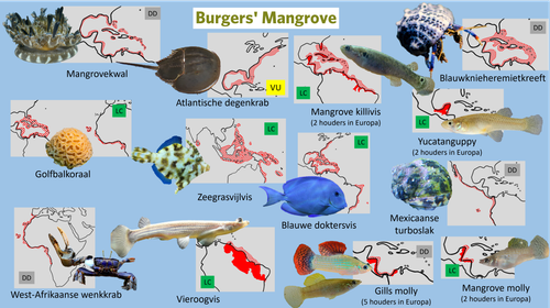 Mangrove (Moddervlakte).png