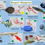 Mangrove (Moddervlakte)