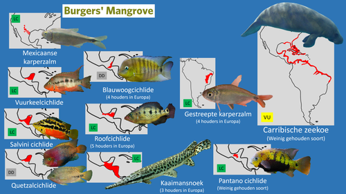 Mangrove (Zeekoeienkreek).png