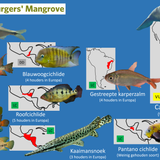 Mangrove (Zeekoeienkreek)