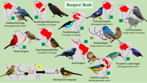 Bush (Loslopers 1).png