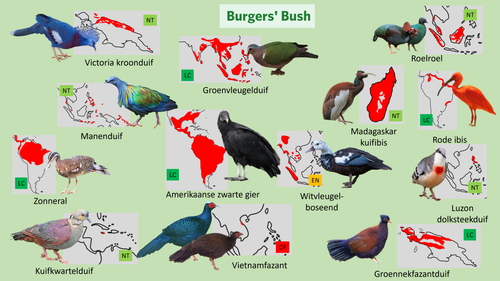 Bush (Loslopers 2).png