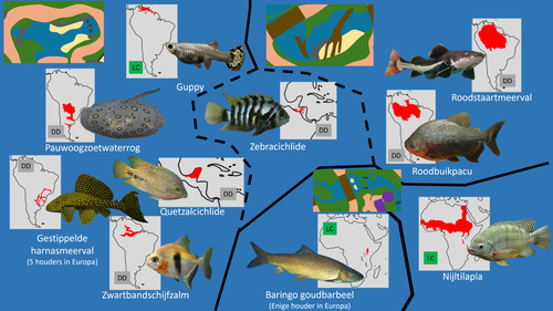 Bush (Waterdieren).png