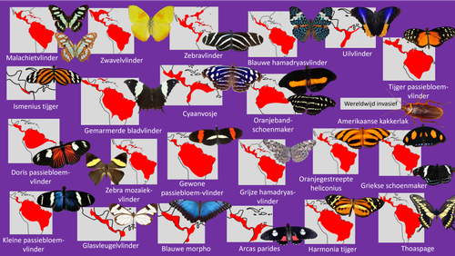 Mangrove (Vlinders).png