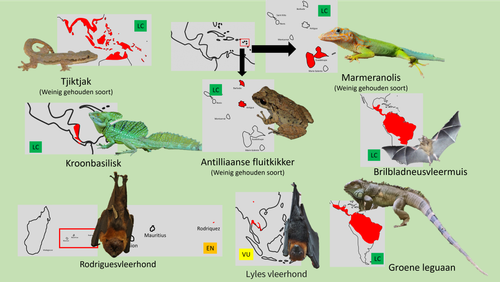 Bush (Loslopers 4).png