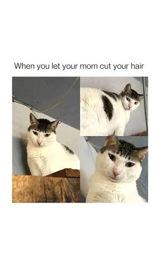 do you like my bowl cut lol v0 a44w1voroaue1.webp