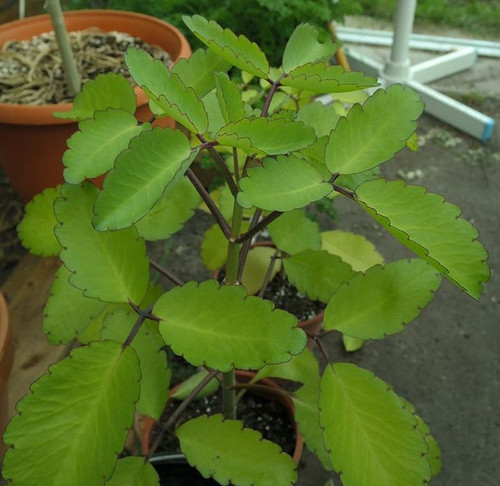 2 Heilblätter einer Kalanchoe pinnata, Bryophyllum pinnatum, Lebensblatt, Glockenblume, Wunderblatt,.jpg