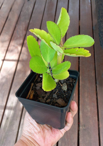 Leaf Of Life Medicinal Bryophyllum Kalanchoe pinnata 1 Live Plant.jpg