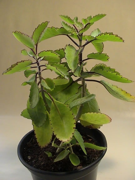 Kalanchoe 8.jpg