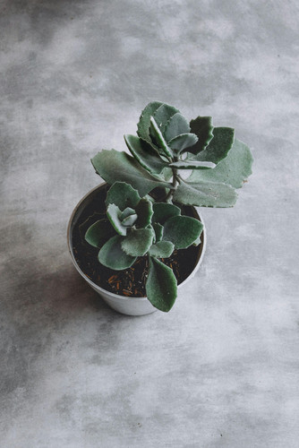 pexels eka sutrisno 940646 1863621.jpg