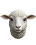 lamb