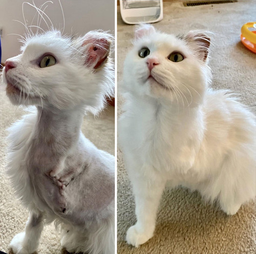 before after adoption cats pics 203 61151de3c272b 700.jpg