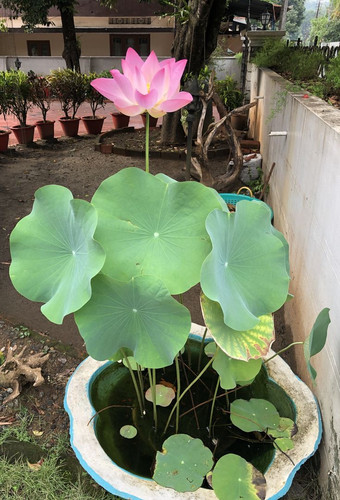 Lotus in pot.jpg