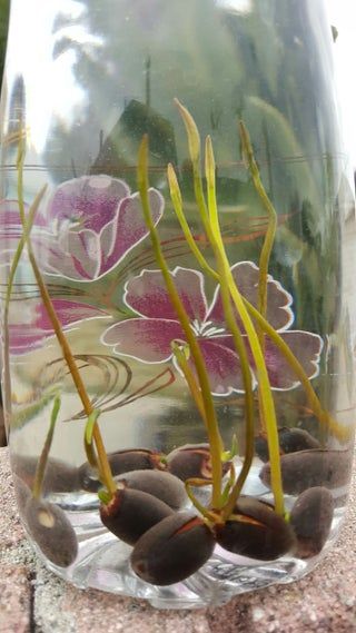 How to Germinate Lotus Seeds.jpg