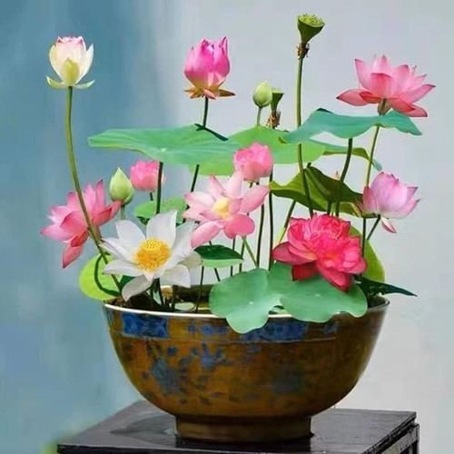 10 Pcs Mixed Color Bonsai Bowl Lotus Seeds Exotic Water Lily Flower Plant Seeds for Ornamental Pond .jpg