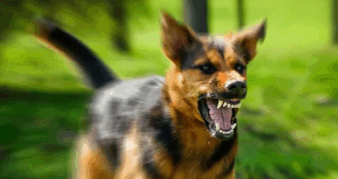 Spot Aggression Signals in Dogs – Expert Tips in Victoria, Canada.gif