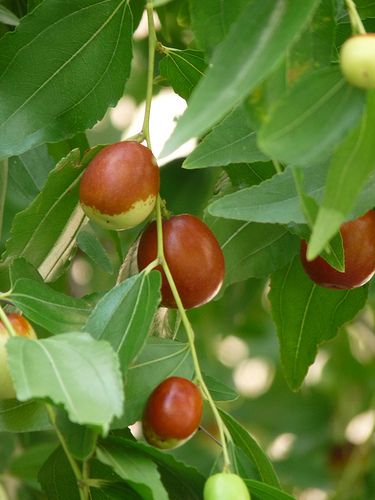 Jujube fruit (giuggiola).jpg