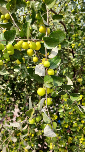 Jujube Fruit Tree Birds and Squirrel Guest House.jpg