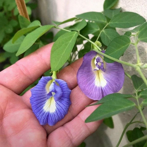 #butterflypea #pigeonwings #vine #aparajita #clitoriaternatea.jpg