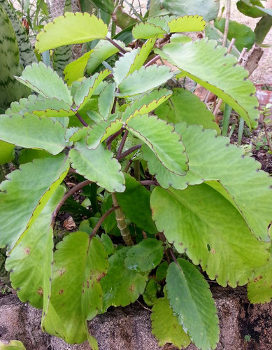 Kalanchoe (Bryophyllum ) Pinnata.jpg