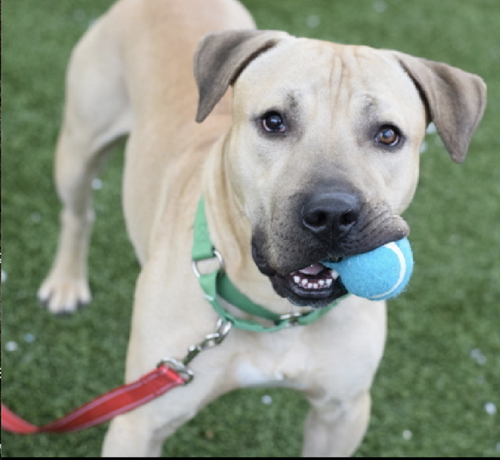 Gm lSU WAAAmqaB?format=png.png