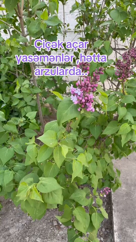 i6rDXubDaGRpV9c .jpg