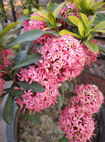 My plant ixora.jpg