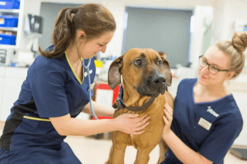 Trusted Veterinary Services Near Me in Victoria, BC.gif