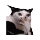shocked 10 cat with its paw over its mouth meme aka funny omg you dont say