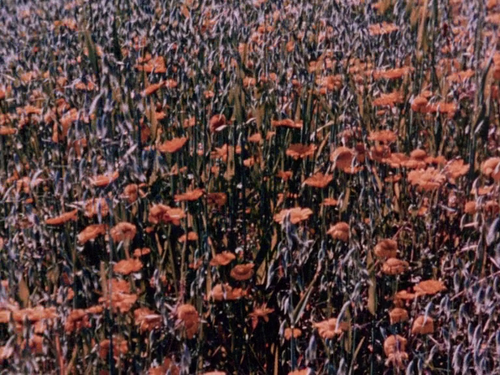 vlcsnap 2025 04 18 20h44m01s621.png