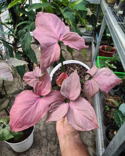 Syngonium Pink Perfection Care Guide.jpg