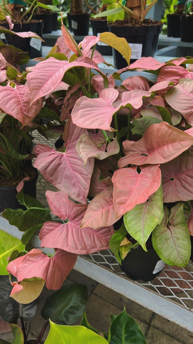 pink syngonium podophyllum arrowhead plant.jpg
