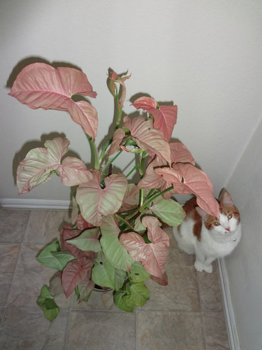 What is the light requirements for a pink arrowhead vine (syngonium).jpg