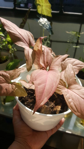 Syngonium Pink.jpg