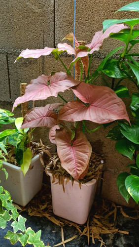 Pink syngonium ออมชมพู.jpg