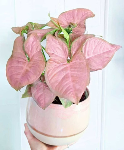 15 BEST Naturally Pink Houseplants You’ll Love.jpg