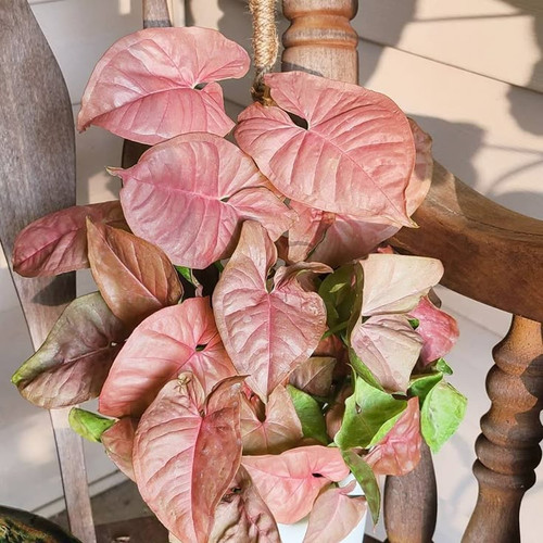 Pink Syngonium Plant Care Water, Light, Nutrients Greg App 🌱.jpg